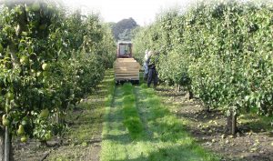 nectar-utrecht-frisdranken-sappen-nederland-streekproduct-breukelen-header