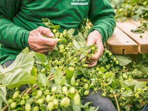 nectar-utrecht-pils-bier-brouwerij-nederland-gulpen-gulpener-biologisch-sfeer03